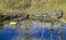 Alligators grass Everglades Florida