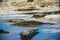 Alligators lay in the sun on a warm spring afternoon