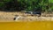 Alligators lying on a river bank in Amazonian pampas, Bolivia, South America