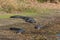 Alligators at Myakka State Park