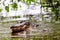 Alligators preparing to mate in water, Florida