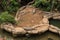 Alligators resting near pond