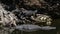 Alligators Resting and Swimming, Big Cypress National Preserve,