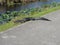 Alligators - Tram Road Trail to Shark Valley Observation Tower in Everglades National Park in Florida