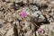 ALLIONIA INCARNATA BLOOM - JOSHUA TREE NP - 052220 A