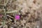 ALLIONIA INCARNATA BLOOM - JOSHUA TREE NP - 052220 C