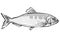 Allis shad Fish Germany Europe Cartoon Drawing Halftone Black and White