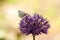 Allium aflatunense decorative onion violet flowers close-up