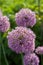 Allium aflatunense flower heads