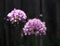 Allium Aflatunense Or Ornamental Onion