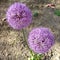 Allium aflatunense `Purple Sensation` flower