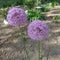 Allium aflatunense `Purple Sensation` flower