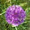 Allium aflatunense `Purple Sensation` flower