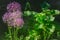 Allium Allium cristophii Purple Flowers