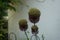 Allium amethystinum \\\