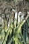 Allium ampeloprasum, freshly picked leeks