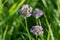 Allium angulosum, mouse garlic flowers closeup selective focus