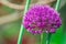 Allium in bloom