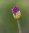Allium bud popping open