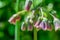 Allium bulgaricum on bloom