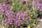 Allium Campanulatum Bloom - San Rafael Mtns - 051623