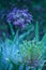 Allium Christophii blue stars