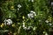 Allium cowanii Allium neapolitanum flowers.