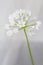 Allium cowanii flower closeup