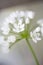 Allium cowanii flower closeup