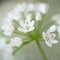 Allium cowanii flower closeup with texture overlay