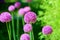 Allium cristophii or giganteum, ornamental garden plant, big round violet flowers blossom on green blurred background close up