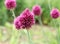 Allium Drumstick, also known as sphaerocephalon, produces two-toned, Burgundy-Green flower heads.