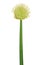Allium fistulosum flower