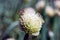 Allium fistulosum L. (onion)