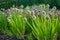 Allium Fistulosum leek in full flower