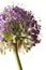 Allium - Flower