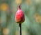 Allium flower bud