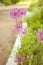 Allium flower grow in summer garden. Round flowers wild leek with seeds growing on rural street