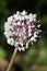 Allium flowering