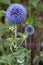 Allium flowering in agarden in East Grinstead