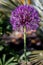 Allium flowering in a garden in East Grinstead