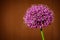 Allium flowering onion with violet flower ball. Opening blooming decorative Onion on brown blurred background
