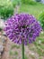 Allium flowering plant