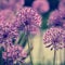 Allium flowers