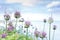 allium flowers blue sky background