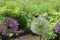 Allium Flowers with a Butterfly