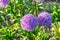 Allium giganteum, also known as Giant Onion