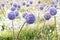 Allium giganteum flower heads giant onion Allium, The flowers bloom in the early summer morning, Field full of pink alliums,