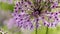 Allium giganteum flowers natural background