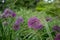 Allium giganteum purple flower heads growing amongst oriental grasses at Trentham Estate, Stoke on Trent, UK.